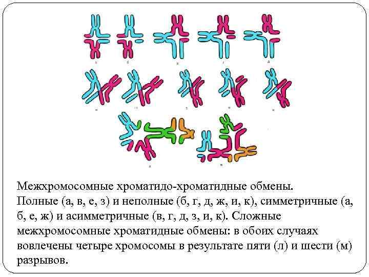 Сестринские хромосомы. Реципрокные хроматидные обмены. Хроматидные и хромосомные аберрации. Межхромосомные мутации. Хроматидные аберрации.