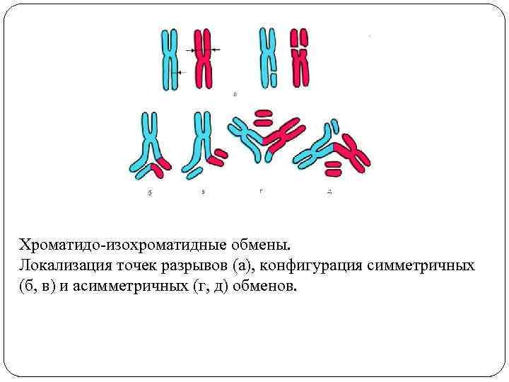 Сопоставьте рисунки и названия хромосомных мутаций