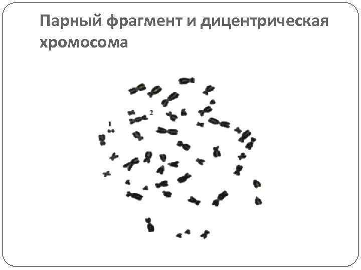 Парный фрагмент и дицентрическая хромосома 