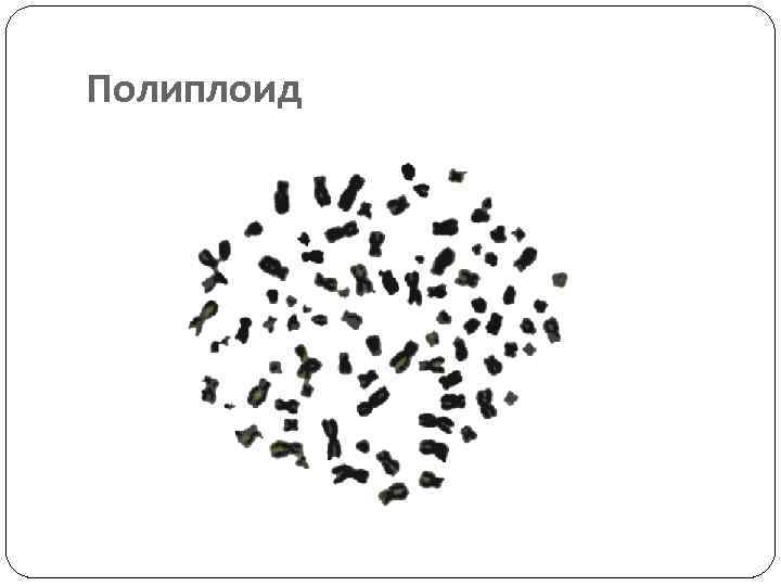 Полиплоид 