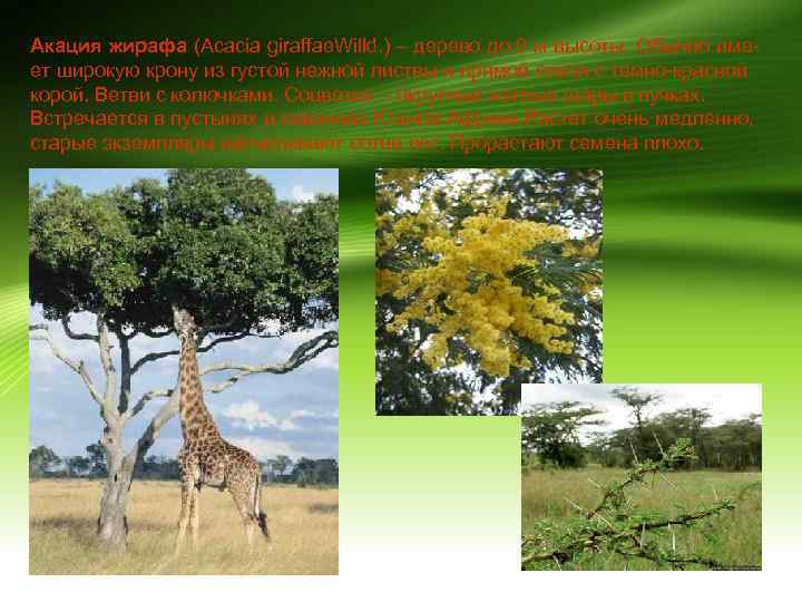 Акация жирафа (Acacia giraffae. Willd. ) – дерево до 9 м высоты. Обычно имеет