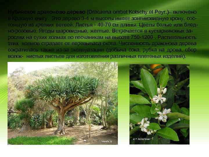 Нубийское драконово дерево (Dracaena ombet Kotschy et Peyr. )– включено в Красную книгу. Это