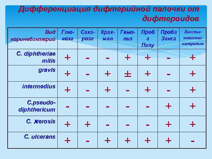 Дифференциация дифтерийной палочки от дифтероидов Вид коринебактерий C. diphtheriae mitis gravis intermedius C. pseudodiphthericum