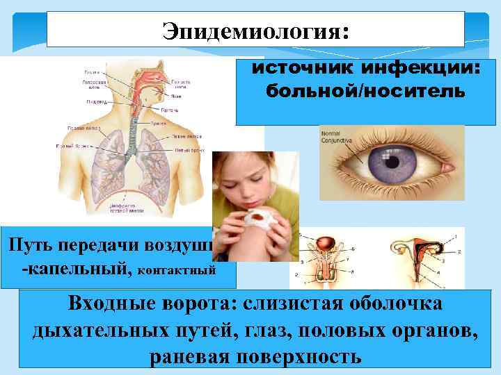 Эпидемиология: источник инфекции: больной/носитель Путь передачи воздушно -капельный, контактный Входные ворота: слизистая оболочка дыхательных