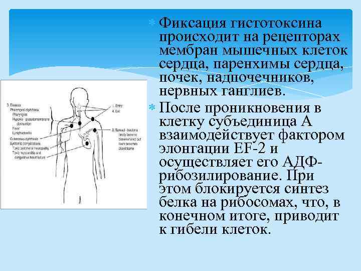  Фиксация гистотоксина происходит на рецепторах мембран мышечных клеток сердца, паренхимы сердца, почек, надпочечников,