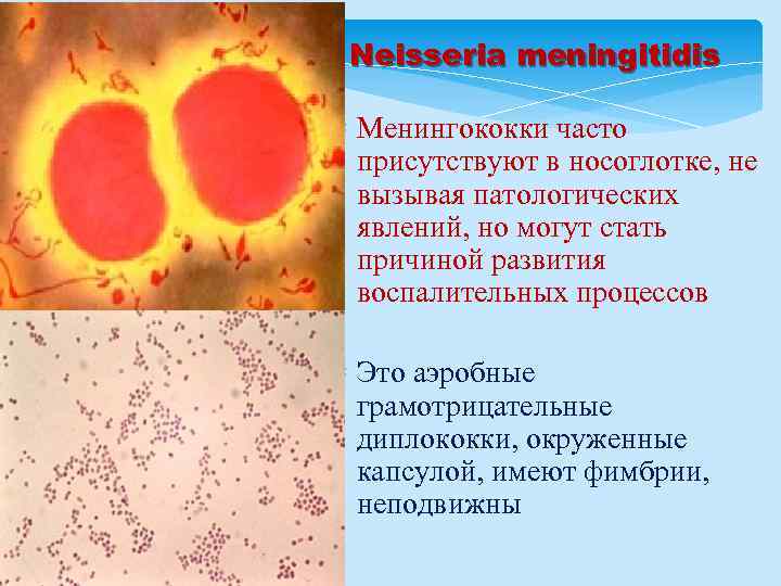 Neisseria meningitidis Менингококки часто присутствуют в носоглотке, не вызывая патологических явлений, но могут стать