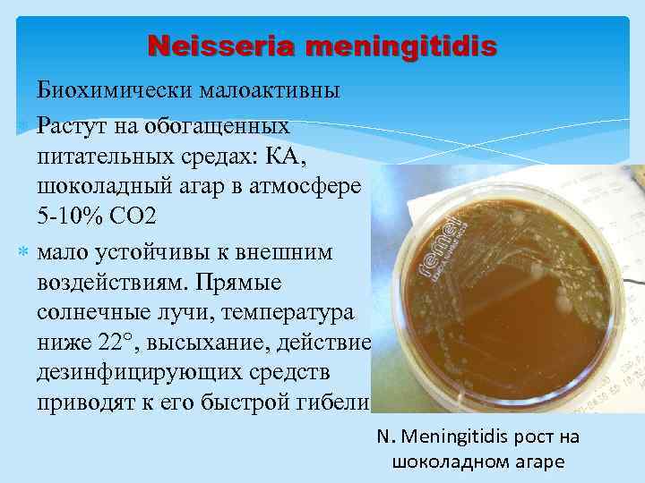 Neisseria meningitidis Биохимически малоактивны Растут на обогащенных питательных средах: КА, шоколадный агар в атмосфере