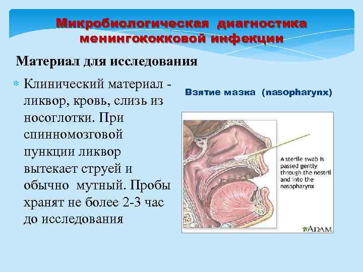 Микробиологическая диагностика менингококковой инфекции Материал для исследования Клинический материал ликвор, кровь, слизь из носоглотки.