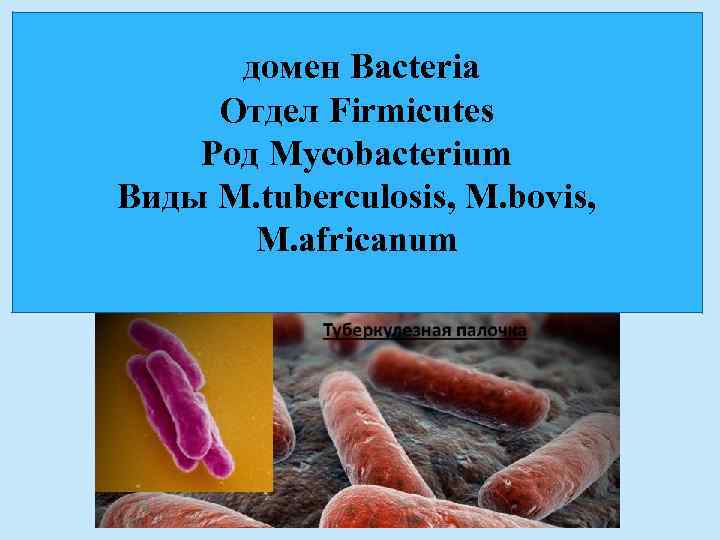 домен Bacteria Отдел Firmicutes Род Mycobacterium Виды M. tuberculosis, M. bovis, M. africanum 