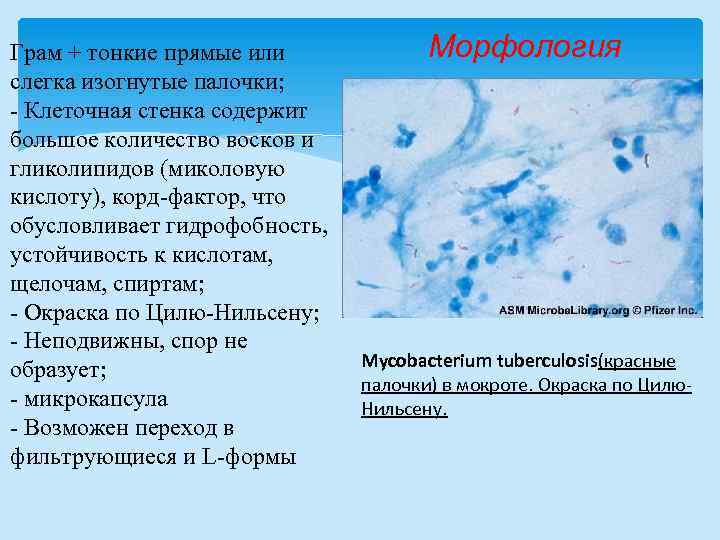 Грам + тонкие прямые или слегка изогнутые палочки; - Клеточная стенка содержит большое количество