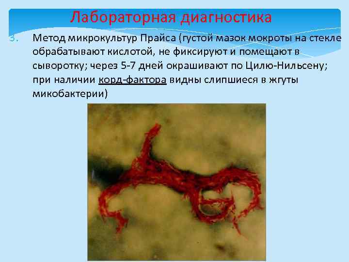 Лабораторная диагностика 3. Метод микрокультур Прайса (густой мазок мокроты на стекле обрабатывают кислотой, не