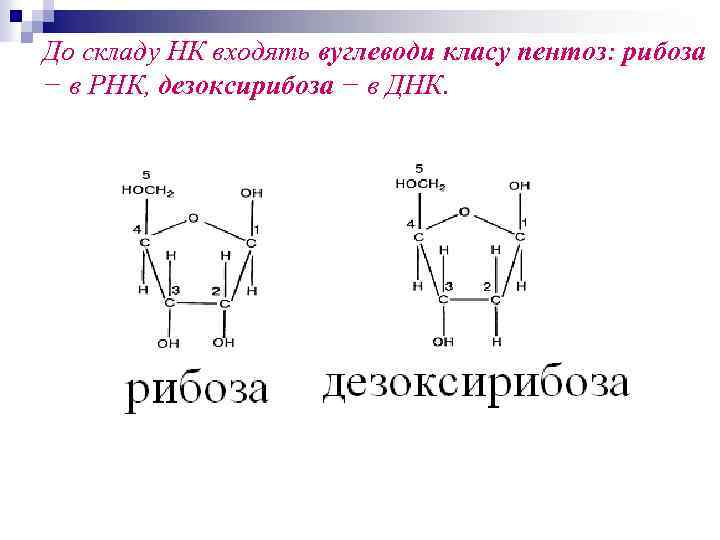 До складу НК входять вуглеводи класу пентоз: рибоза − в РНК, дезоксирибоза − в