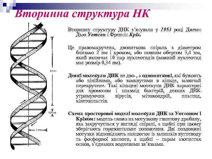 Вторинна структура НК Вторинну структуру ДНК з’ясували у 1953 році Джемс Дью Уотсон і