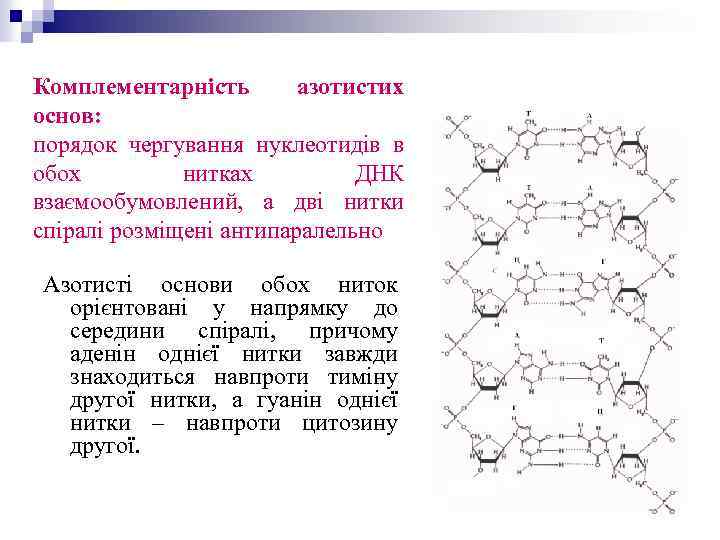 Комплементарність азотистих основ: порядок чергування нуклеотидів в обох нитках ДНК взаємообумовлений, а дві нитки