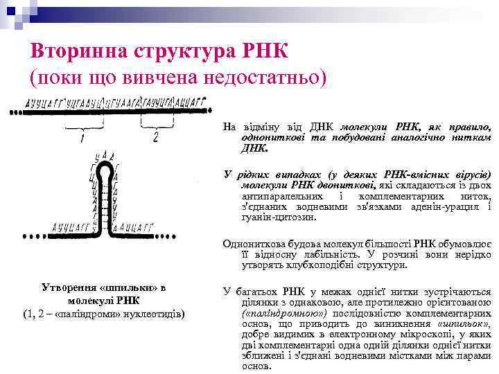 Вторинна структура РНК (поки що вивчена недостатньо) На відміну від ДНК молекули РНК, як