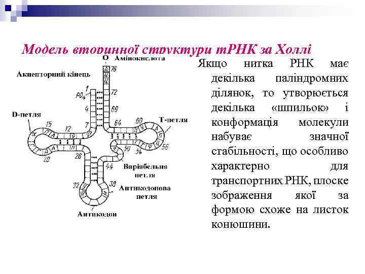 Модель вторинної структури т. РНК за Холлі Якщо нитка РНК має декілька паліндромних ділянок,