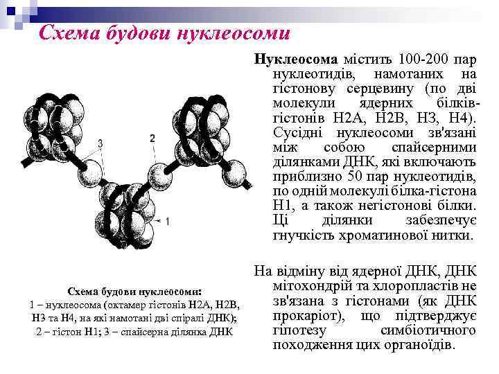 Схема будови нуклеосоми Нуклеосома містить 100 200 пар нуклеотидів, намотаних на гістонову серцевину (по