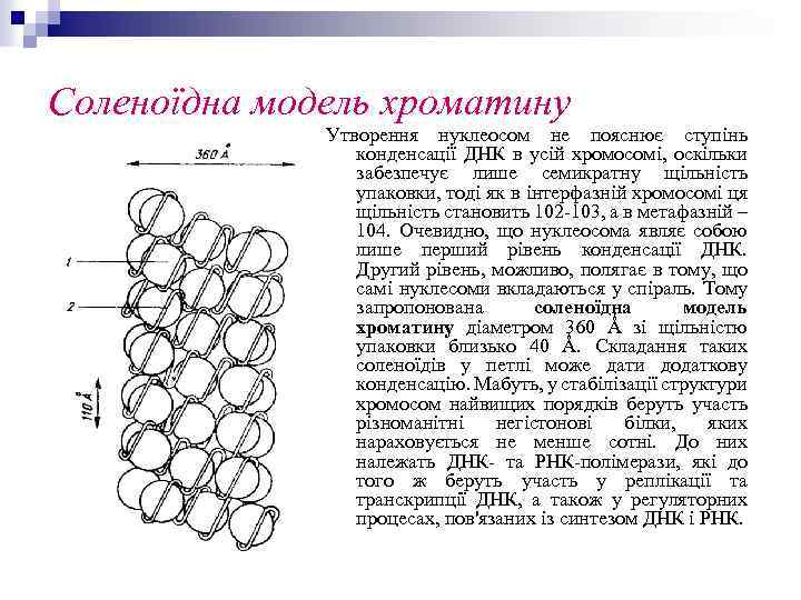 Соленоїдна модель хроматину Утворення нуклеосом не пояснює ступінь конденсації ДНК в усій хромосомі, оскільки