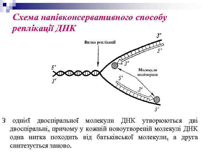Схема напівконсервативного способу реплікації ДНК З однієї двоспіральної молекули ДНК утворюються дві двоспіральні, причому