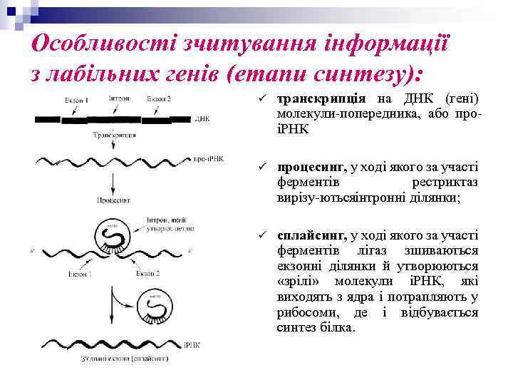 Особливості зчитування інформації з лабільних генів (етапи синтезу): ü транскрипція на ДНК (гені) молекули
