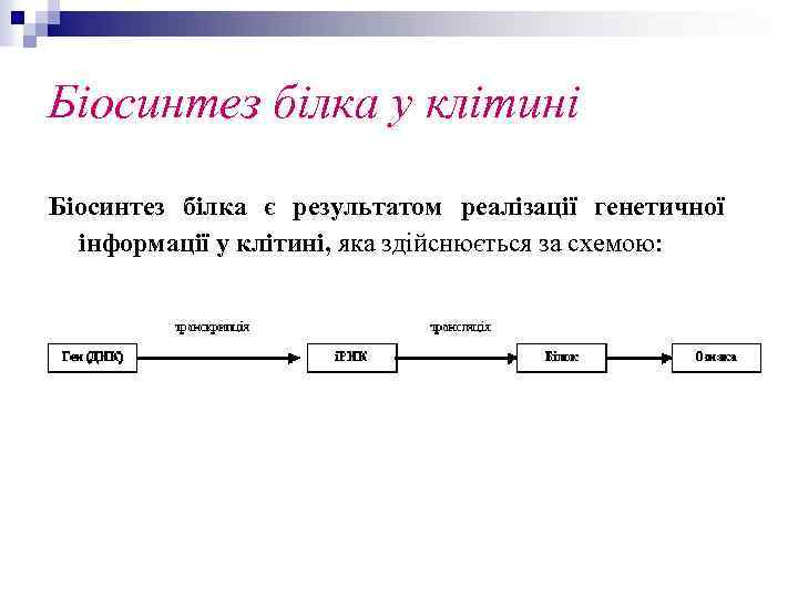 Біосинтез білка у клітині Біосинтез білка є результатом реалізації генетичної інформації у клітині, яка