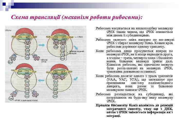 Схема трансляції (механізм роботи рибосоми): Рибосома насувається на ниткоподібну молекулу іРНК таким чином, що