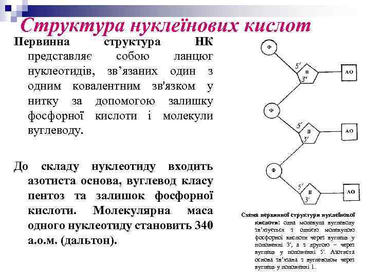 Структура нуклеїнових кислот Первинна структура НК представляє собою ланцюг нуклеотидів, зв’язаних один з одним