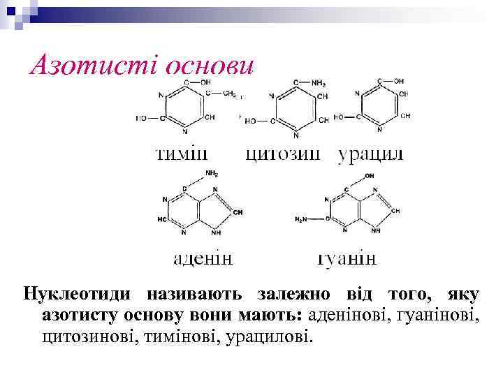 Азотисті основи Нуклеотиди називають залежно від того, яку азотисту основу вони мають: аденінові, гуанінові,