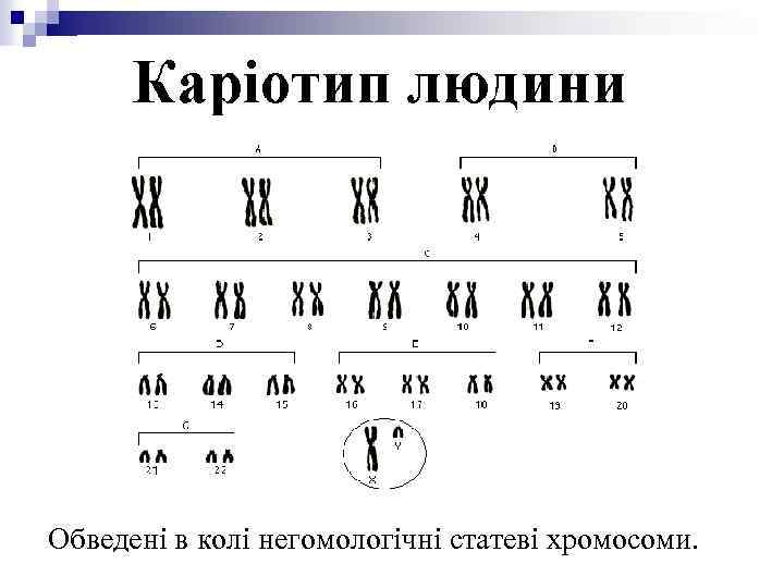 Обведені в колі негомологічні статеві хромосоми. 
