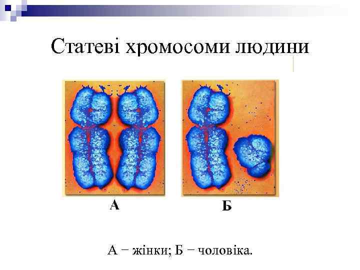 Статеві хромосоми людини: А − жінки; Б − чоловіка. 