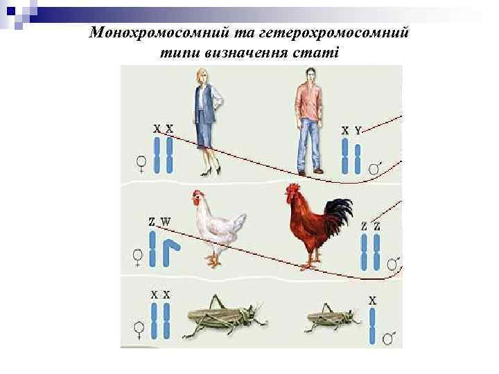 Монохромосомний та гетерохромосомний типи визначення статі 