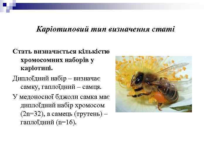 Каріотиповий тип визначення статі Стать визначається кількістю хромосомних наборів у каріотипі. Диплоїдний набір –