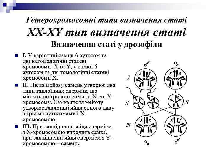 Гетерохромосомні типи визначення статі XX-XY тип визначення статі Визначення статі у дрозофіли n n