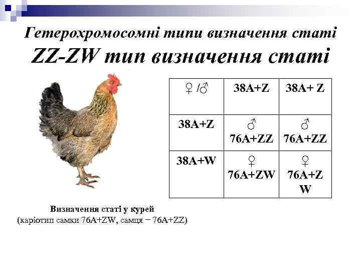 Гетерохромосомні типи визначення статі ZZ-ZW тип визначення статі ♀ /♂ 38 А+Z 38 А+Z