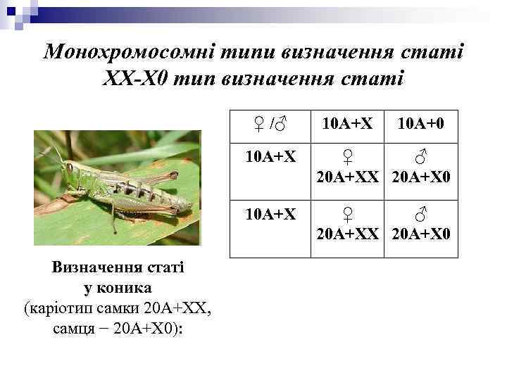 Монохромосомні типи визначення статі ХХ-Х 0 тип визначення статі ♀ /♂ 10 А+Х 10