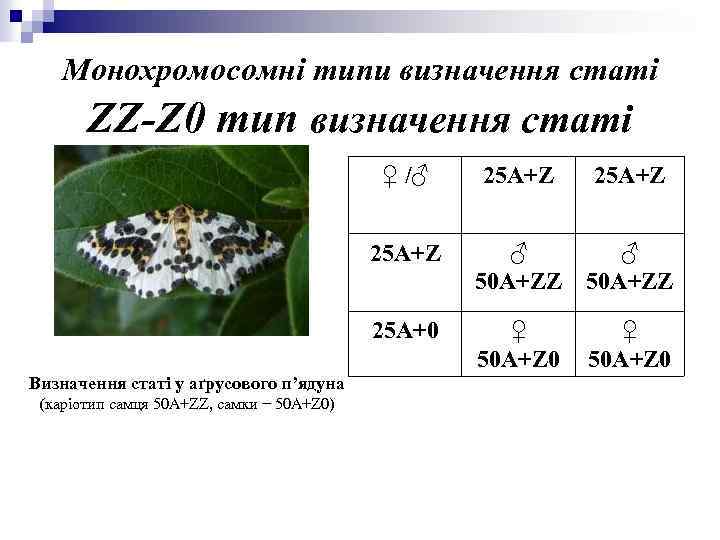 Монохромосомні типи визначення статі ZZ-Z 0 тип визначення статі ♀ /♂ ♂ 50 А+ZZ
