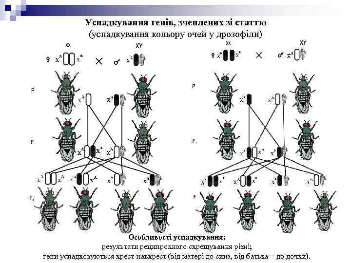Успадкування генів, зчеплених зі статтю (успадкування кольору очей у дрозофіли) Особливості успадкування: результати реципрокного