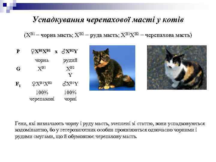 Успадкування черепахової масті у котів (ХВ 1 − чорна масть; ХВ 2 − руда