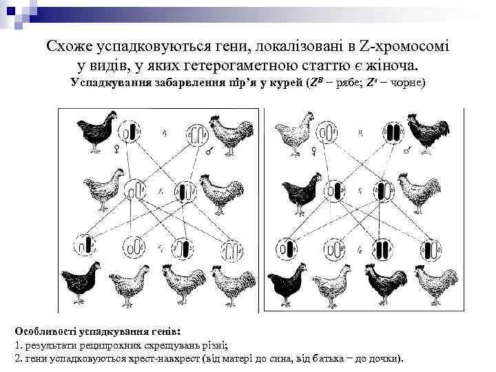 Схоже успадковуються гени, локалізовані в Z-хромосомі у видів, у яких гетерогаметною статтю є жіноча.
