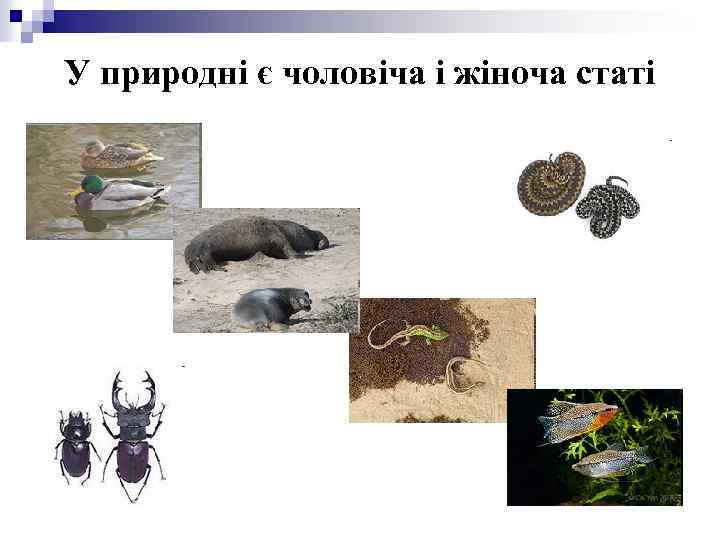 У природні є чоловіча і жіноча статі 