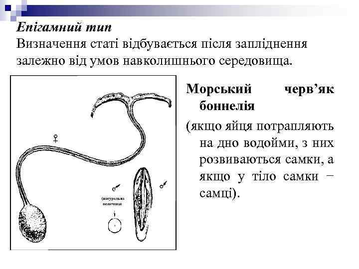 Епігамний тип Визначення статі відбувається після запліднення залежно від умов навколишнього середовища. Морський черв’як