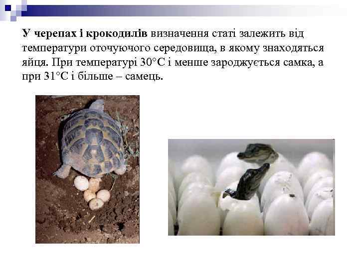 У черепах і крокодилів визначення статі залежить від температури оточуючого середовища, в якому знаходяться
