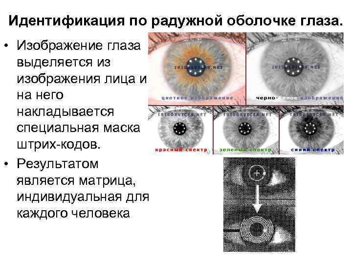 Идентификация по радужной оболочке глаза. • Изображение глаза выделяется из изображения лица и на