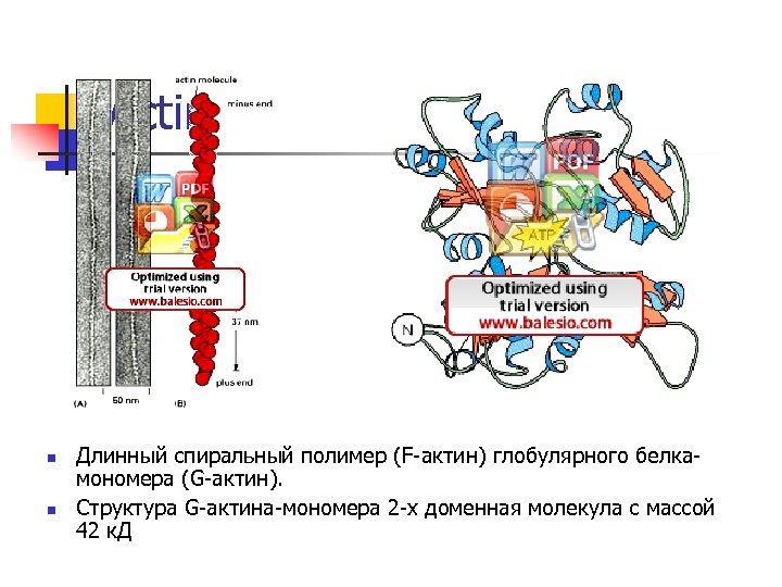 Actin n n Длинный спиральный полимер (F-актин) глобулярного белкамономера (G-актин). Структура G-актина-мономера 2 -х