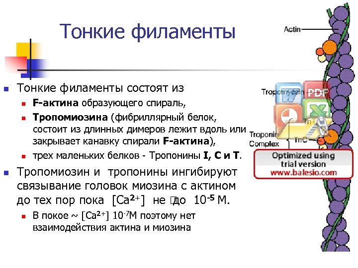 Тонкие филаменты n Тонкие филаменты состоят из n n F-актина образующего спираль, Тропомиозина (фибриллярный