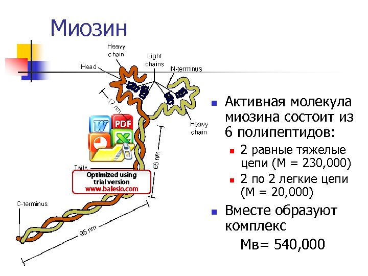 Миозин n Активная молекула миозина состоит из 6 полипептидов: n n n 2 равные
