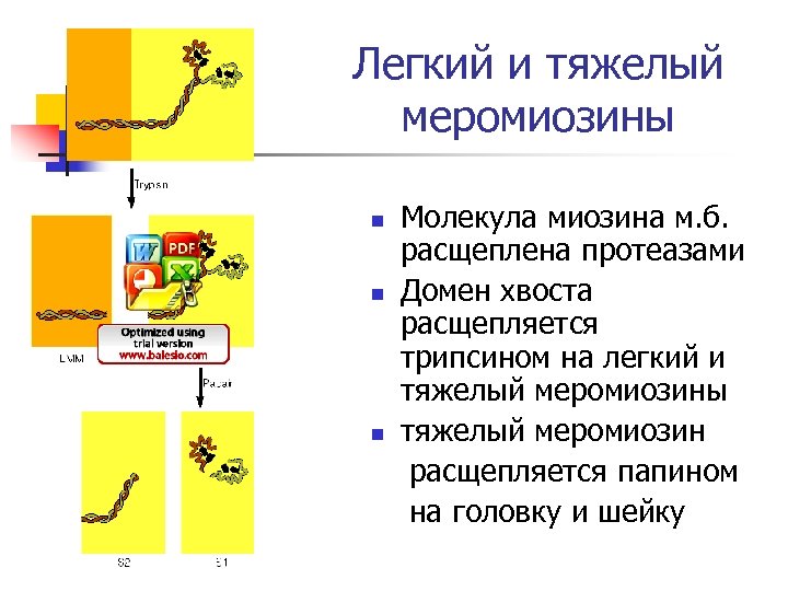 Легкий и тяжелый меромиозины n n n Молекула миозина м. б. расщеплена протеазами Домен