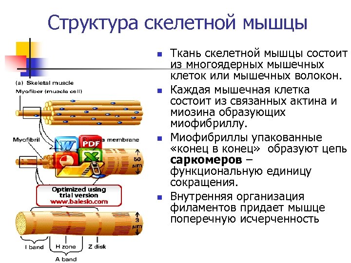 Структура скелетной мышцы n n Ткань скелетной мышцы состоит из многоядерных мышечных клеток или