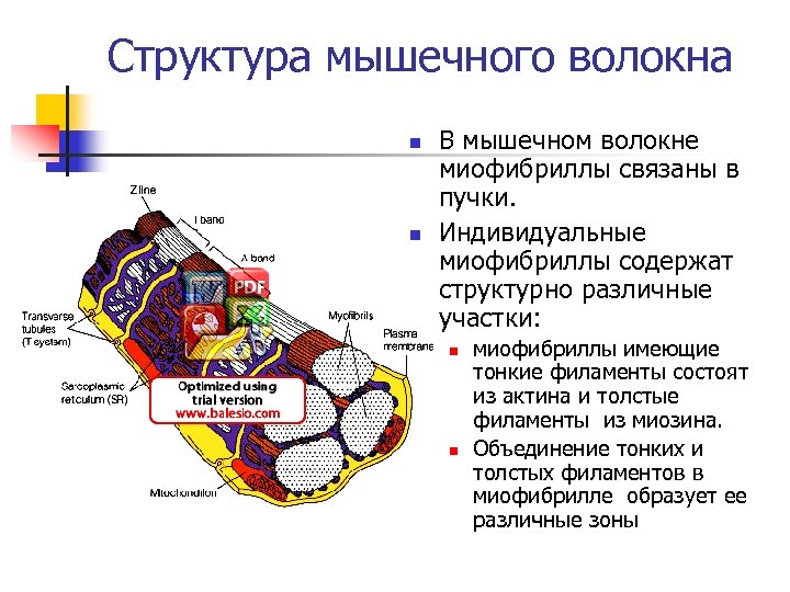 Структура мышечного волокна n n В мышечном волокне миофибриллы связаны в пучки. Индивидуальные миофибриллы