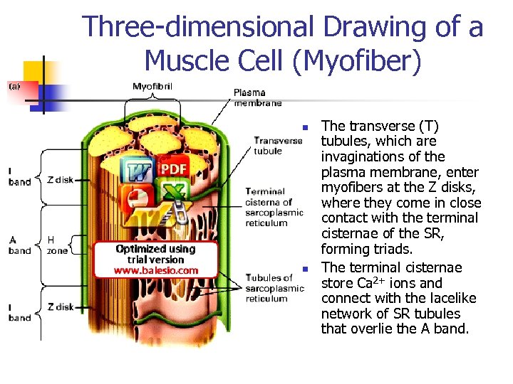 Three-dimensional Drawing of a Muscle Cell (Myofiber) n n The transverse (T) tubules, which